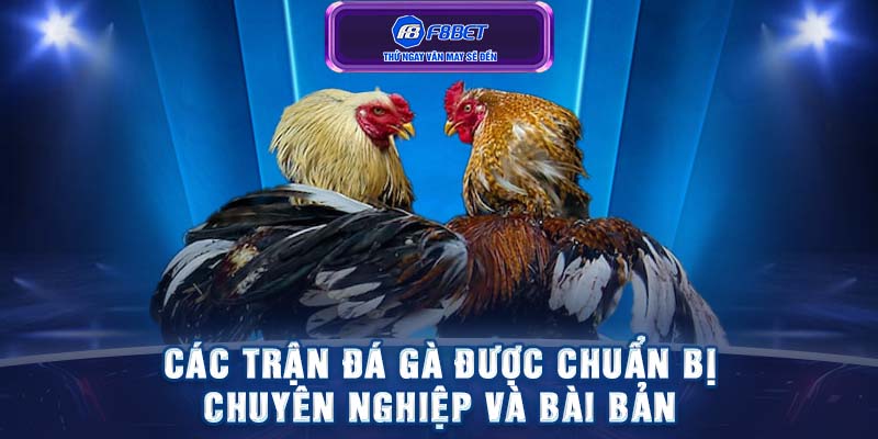 Các trận đá gà được chuẩn bị chuyên nghiệp và bài bản